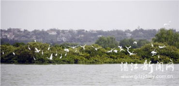 湛江與華僑城集團攜手推進全域旅游開發，譜寫文旅融合新篇章